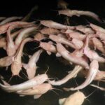 Ammonia versus Ammonium comparison: molecular structures, chemical properties, and environmental impact differences between Ammonia and Ammonium