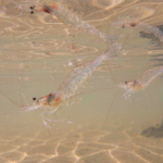 Live whiteleg shrimp swimming in clear brackish water