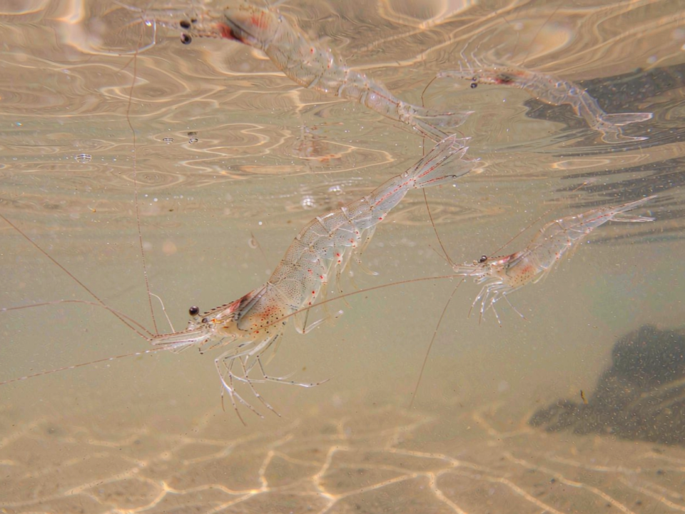 Live whiteleg shrimp swimming in clear brackish water