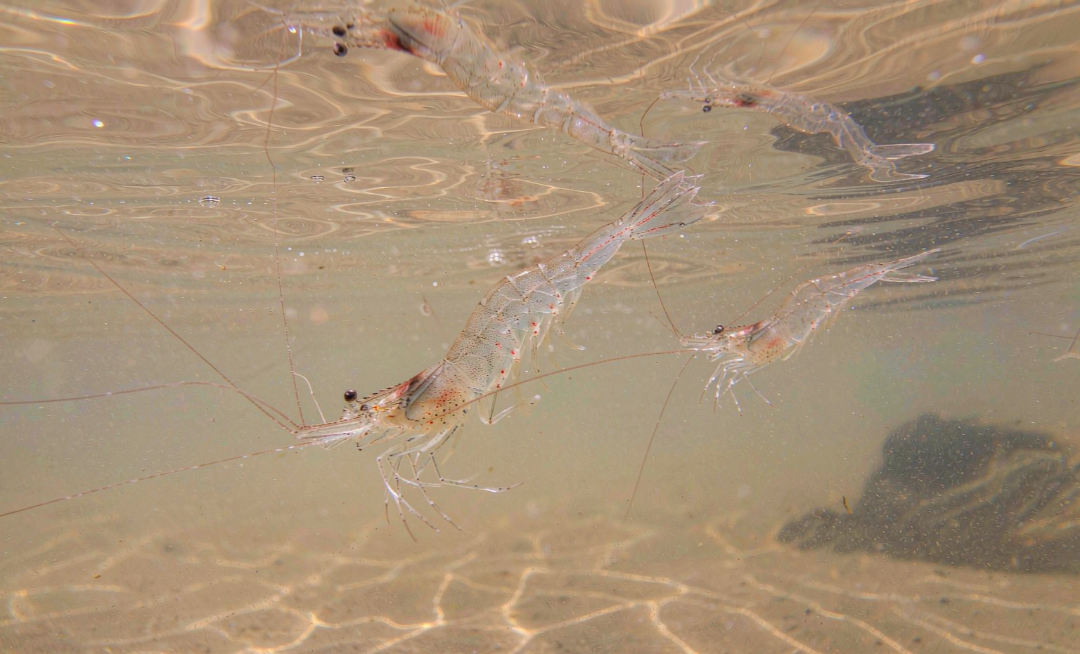 Live whiteleg shrimp swimming in clear brackish water