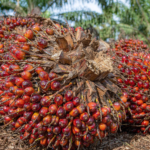 Fresh oil palm fruit bunches at a plantation collection point