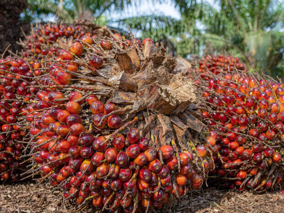 Fresh oil palm fruit bunches at a plantation collection point