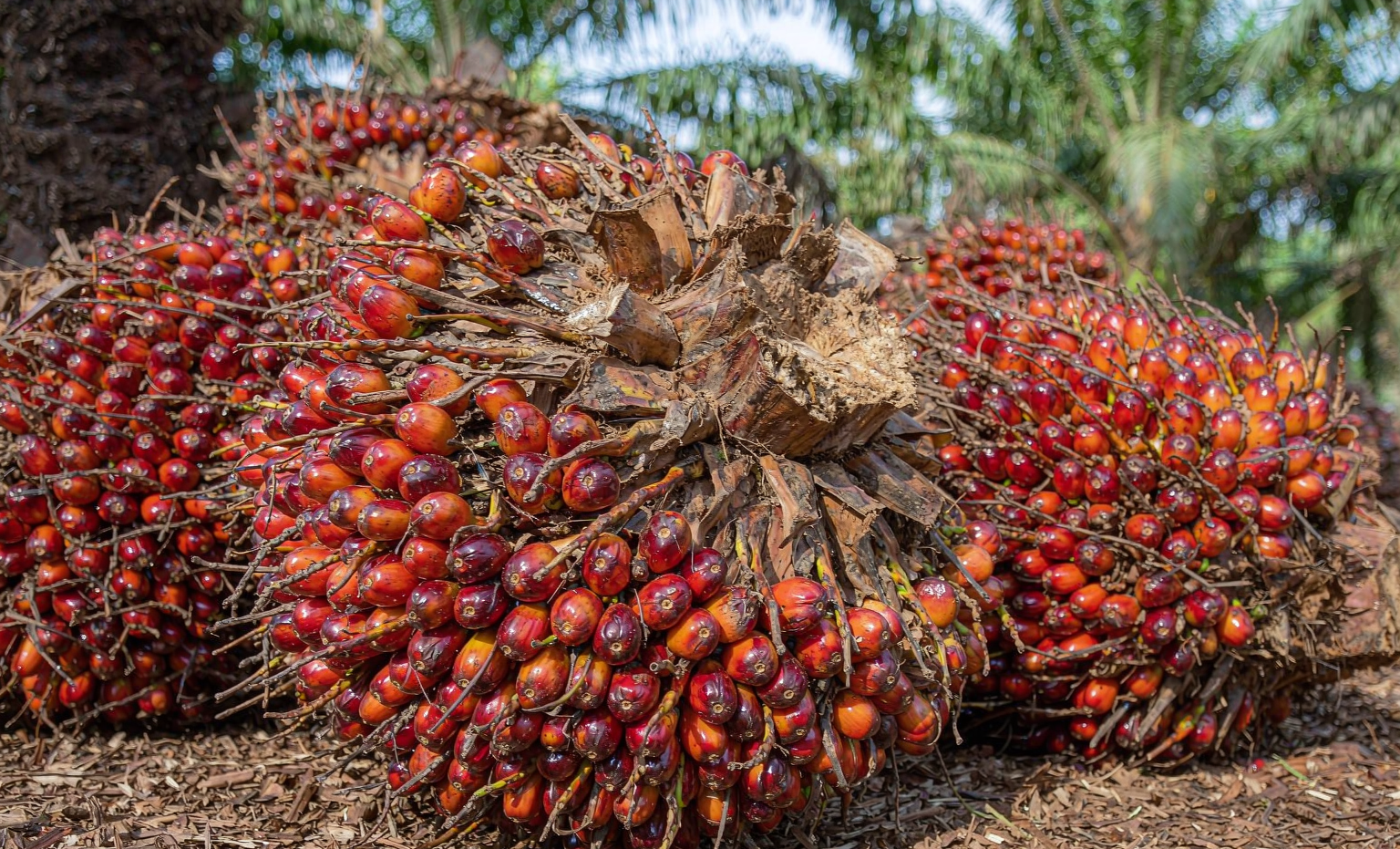 Fresh oil palm fruit bunches at a plantation collection point