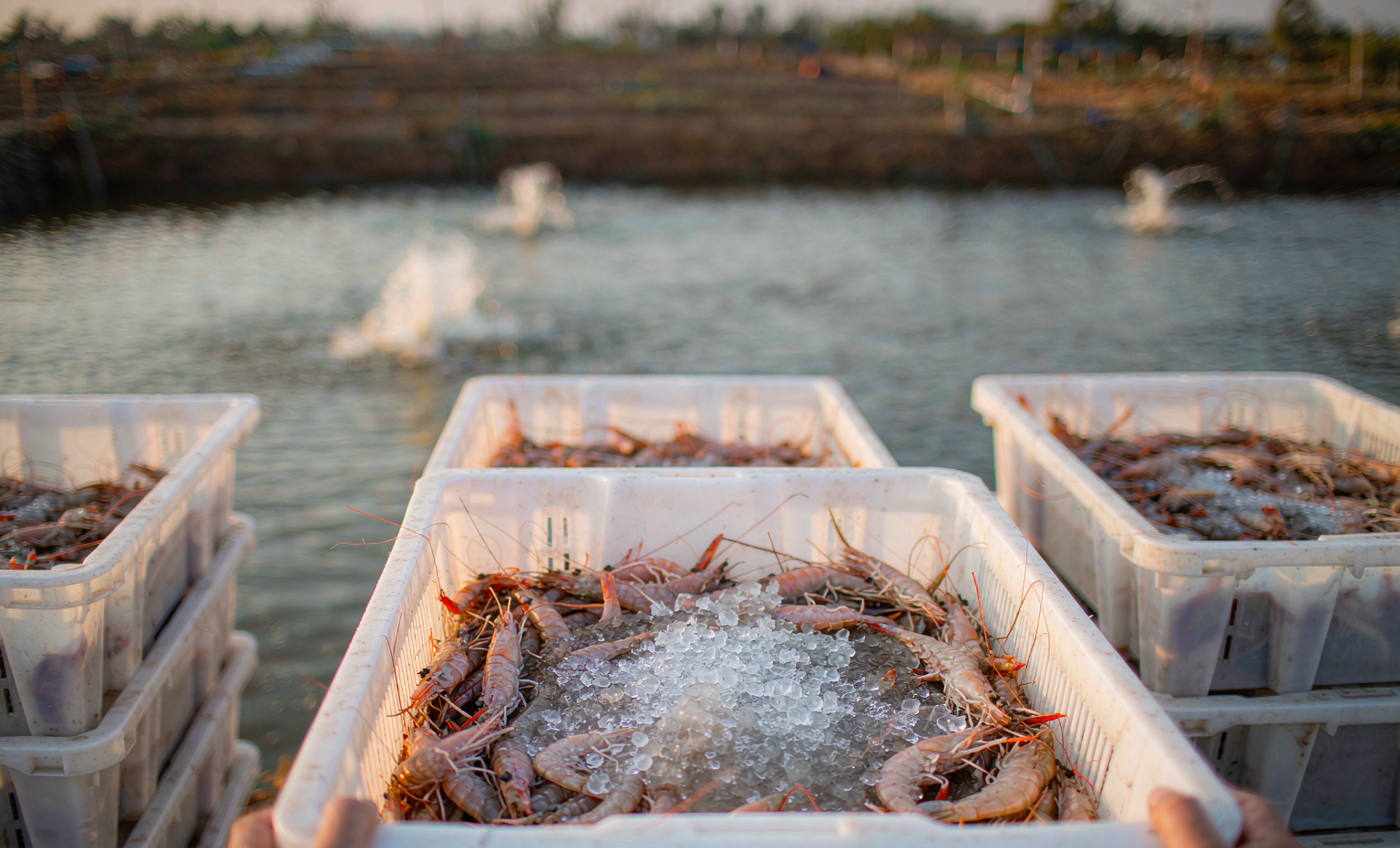 Shrimp harvest: crates of fresh shrimp with ice at the pond edge